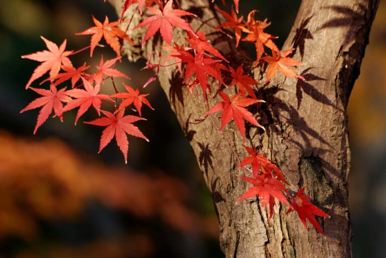 Japanese maple tree with red leafs close-up, focus on left red leafs