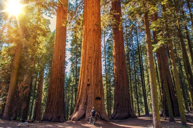 Is Redwood Good for Carving?