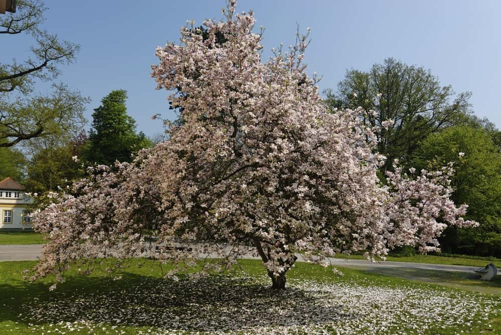 magnolia tree in full bloom